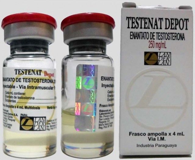Testenat (Enantato de Testosterona) 250mg/4ml - Landerlan